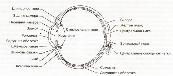 Клиническое обследование глаза